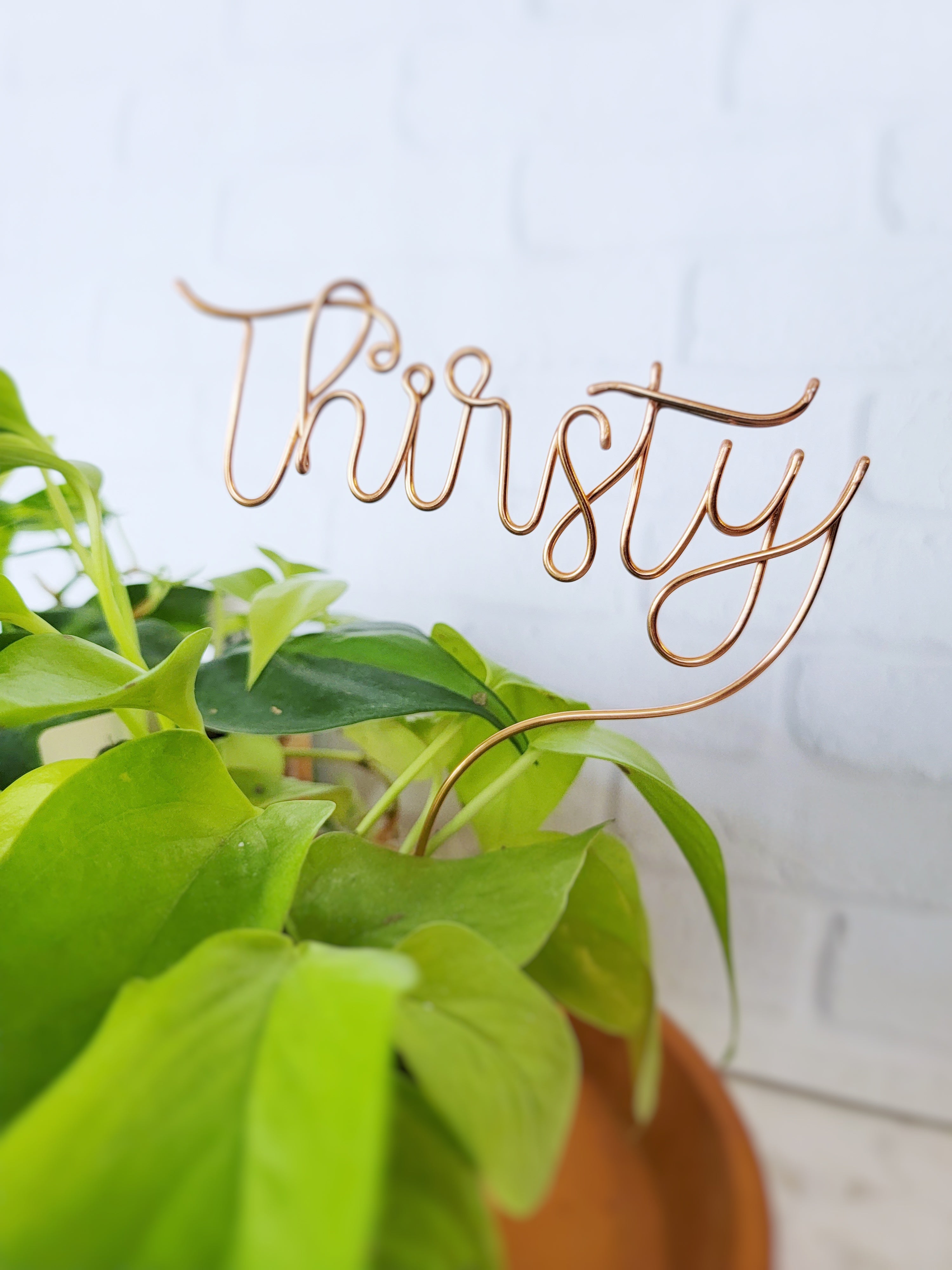 Thirsty - Wire Plant Marker
